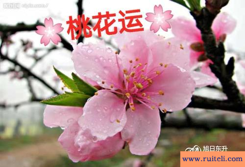 八字桃花运(生辰八字测桃花运)