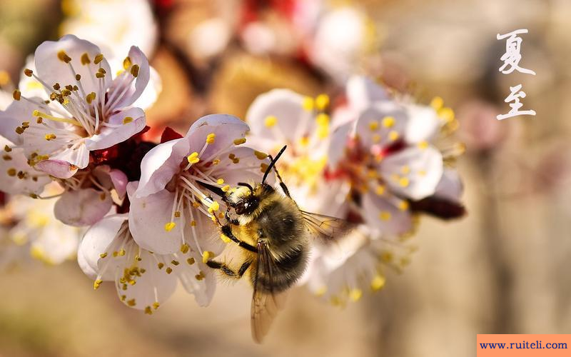 六月节日