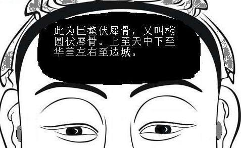 骨相学(骨相学中的富贵骨图解)