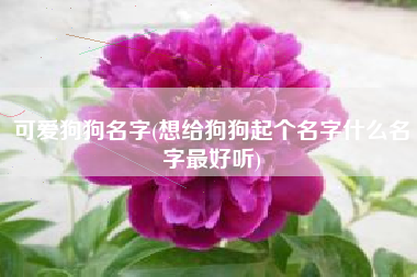 可爱狗狗名字(想给狗狗起个名字什么名字最好听)