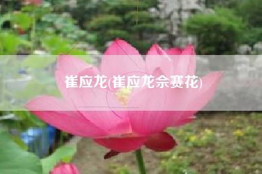 崔应龙(崔应龙佘赛花)