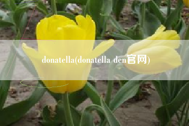 donatella(donatella den官网)