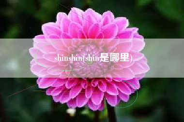 shinshin(shin是哪里)