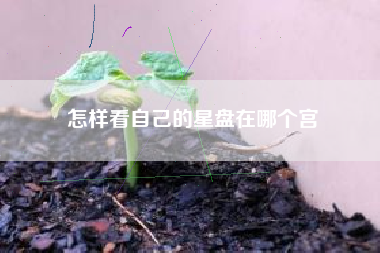 怎样看自己的星盘在哪个宫