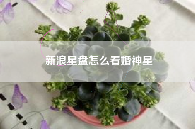 新浪星盘怎么看婚神星