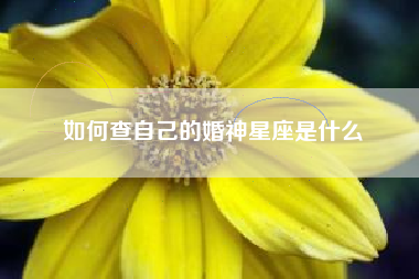 如何查自己的婚神星座是什么