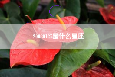 20080127是什么星座