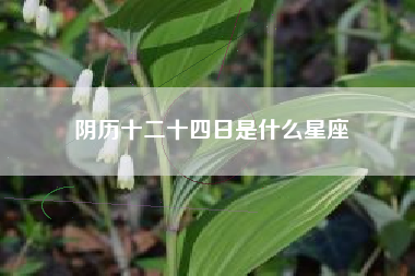 阴历十二十四日是什么星座