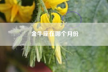 金牛座在哪个月份